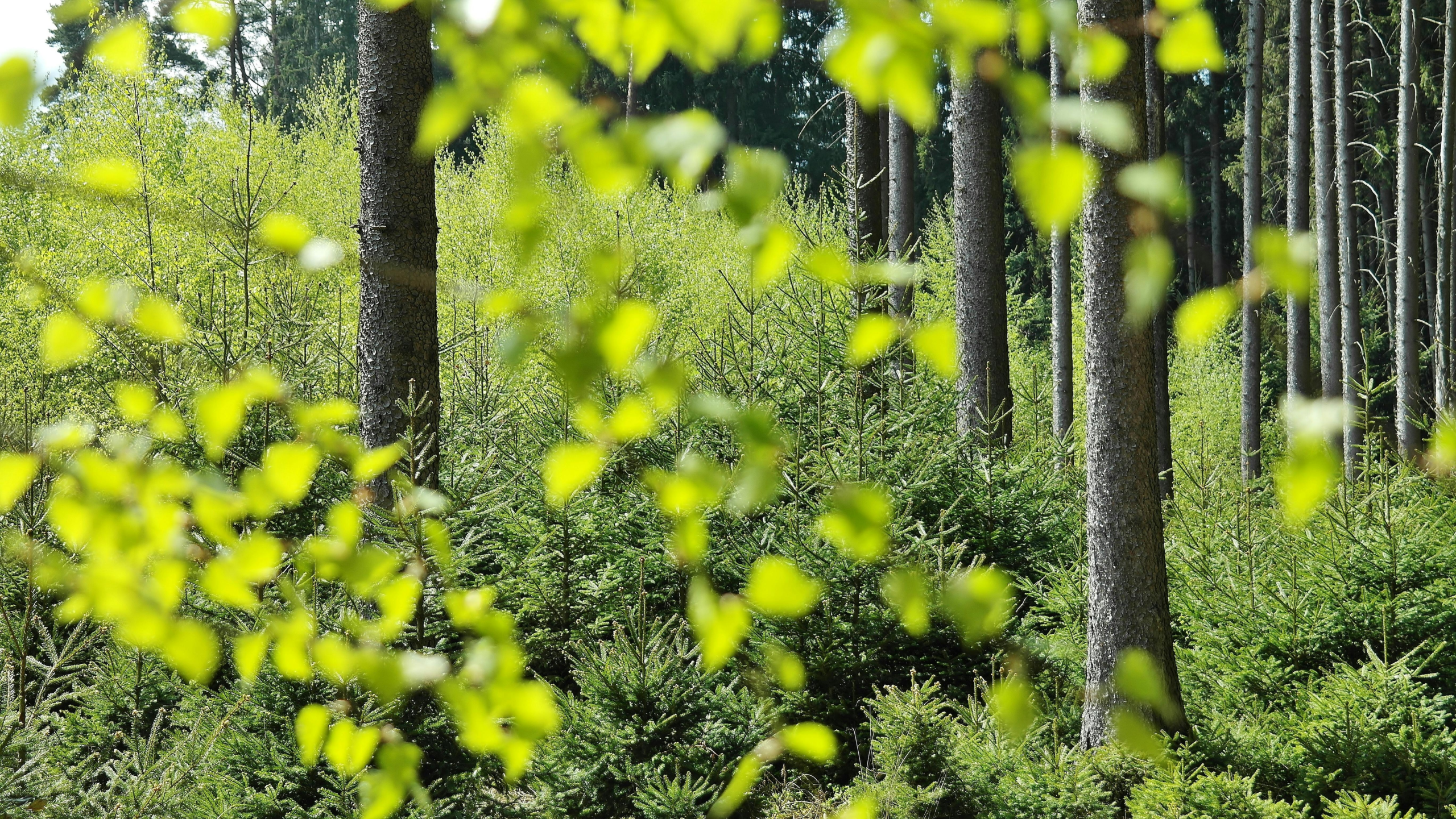 How AI Is Revolutionizing ESG Investing: The Future of Sustainable Finance
